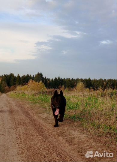 Вязка с черным немцем