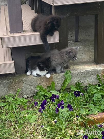 Котята британцы