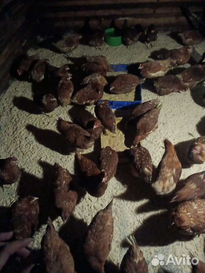 Питание для птиц