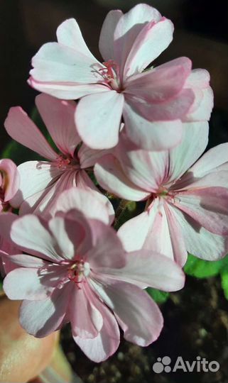 Герань пеларгония