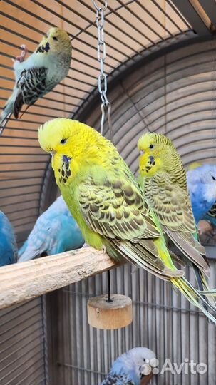 Выставочный волнистый попугай