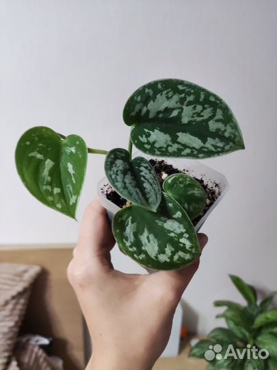 Сциндапсус Пикус аргиреус