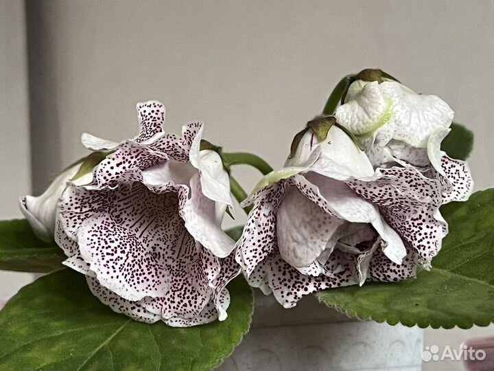 Глоксинии сортовые