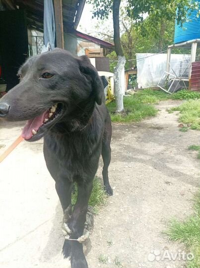 Собака в добрые руки