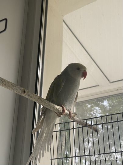 Ожереловый попугай с клеткой