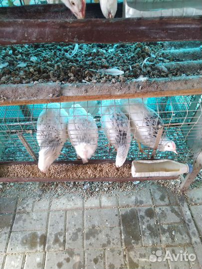 Куры молодки