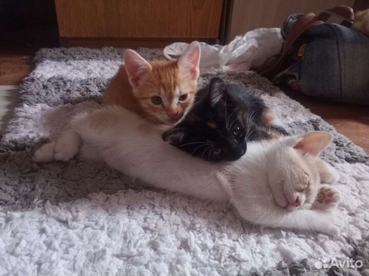Котята в добрые руки