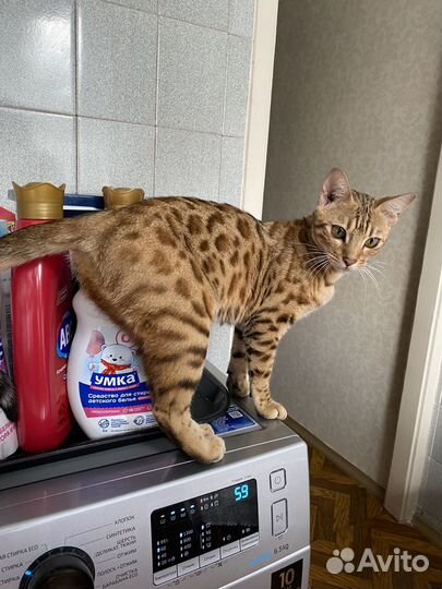 Бенгальская кошка в добрые руки