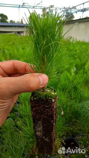 Саженцы (сеянцы) голубой ели, туи, лиственницы идр