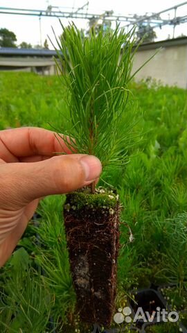 Саженцы (сеянцы) голубой ели, туи, лиственницы идр