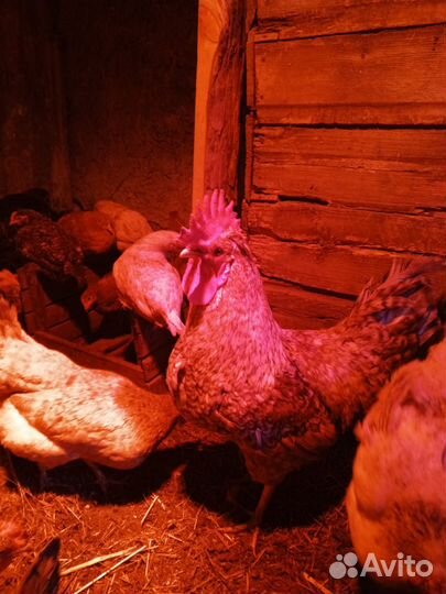 Куры и петухи Билефильдер, Маран