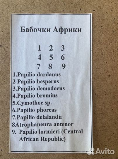 Засушенные бабочки Папилио