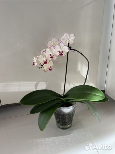 Орхидея фаленопсис. Разные сорта. Есть редкие