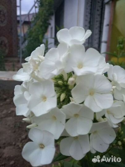 Многолетние цветы