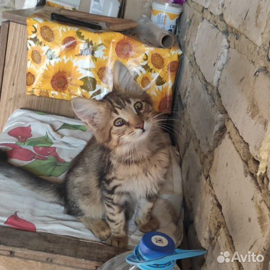 Котик в добрые руки