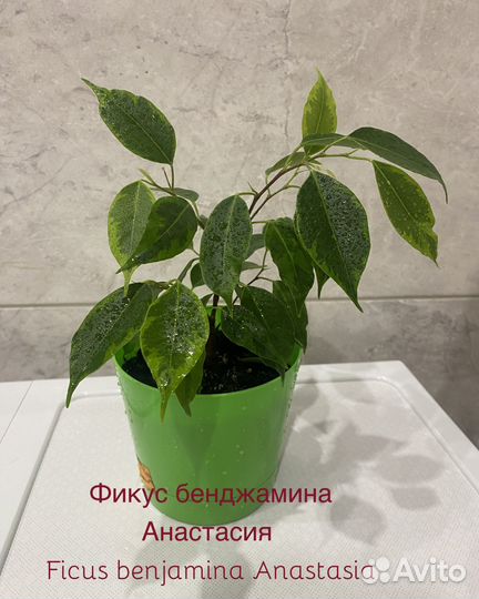 Фикус