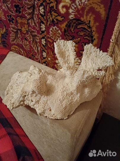 Коралл большой