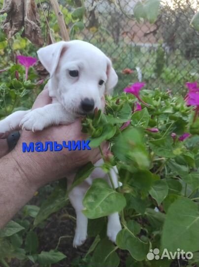 Щенки джек рассел терьер-белый