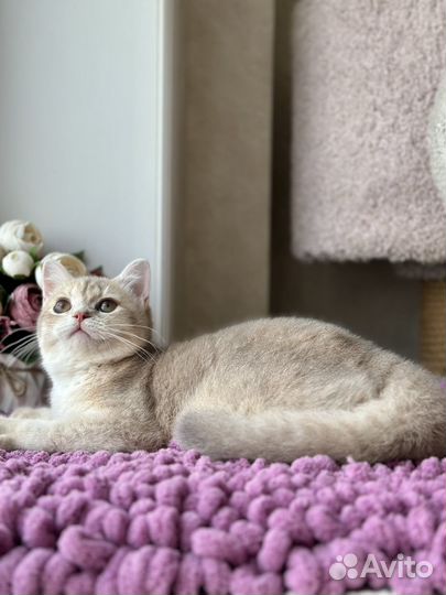 Шикарная кошка золотая лиловая шиншилла су11 шоу