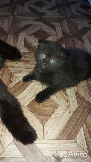 Шотландская вислоухая кошка