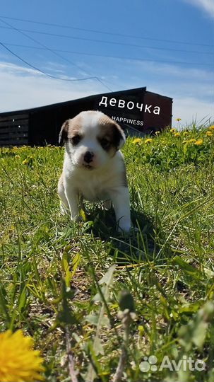 Собака в добрые руки щенок русский спаниель смесь
