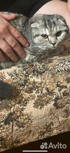 Вислоухая кошка