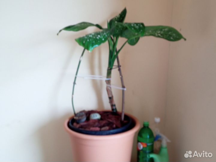 Диффенбахия