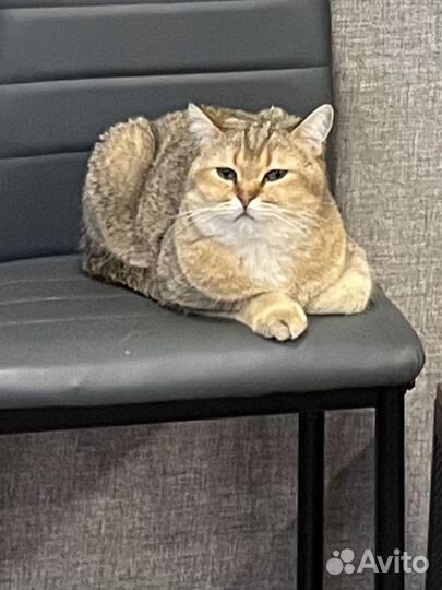 Отдам бесплатно в добрые руки, красивого котика