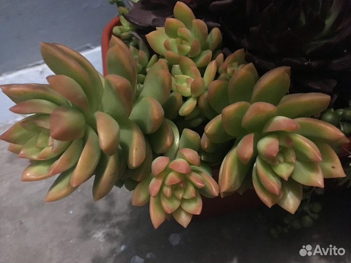 Комнатные растения цветы