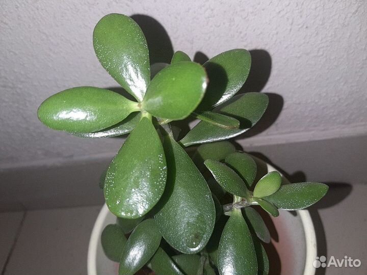 Денежный Цветок,Крассула Большой