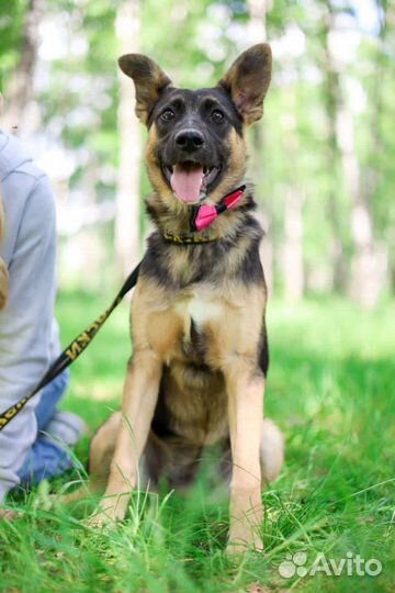 Щенок попал в приют