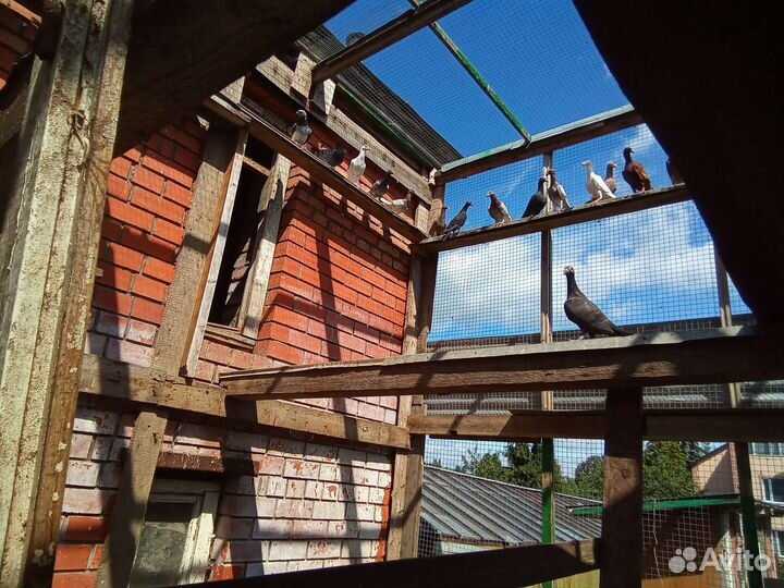 Голуби почтовые русские, немецкие, драконы 2023 г