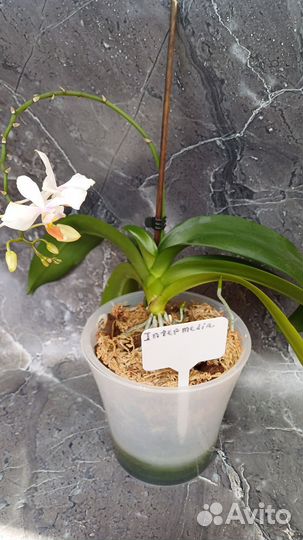 Интермедия орхидея фаленопсис