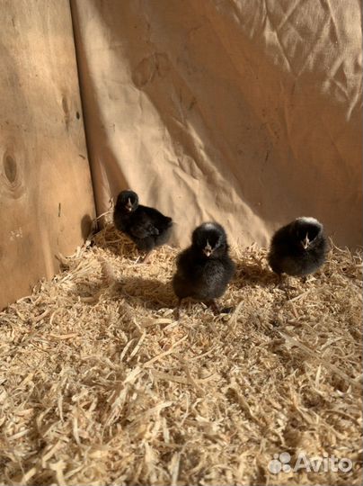 Цыплята Чешский доминант