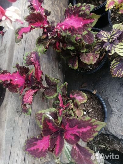 Цветы петуния