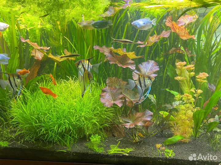 Растения, рыбы, корм для аквариума