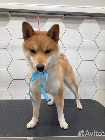 Вязка кобель Сиба-Ину