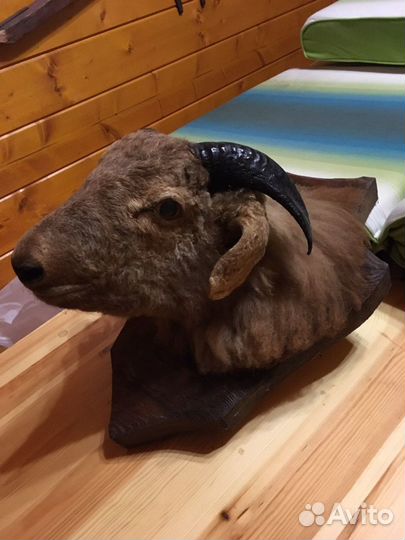 Голова барана