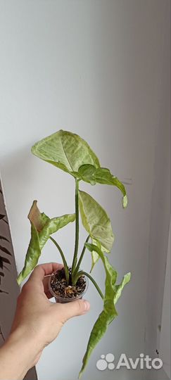 Комнатные растения