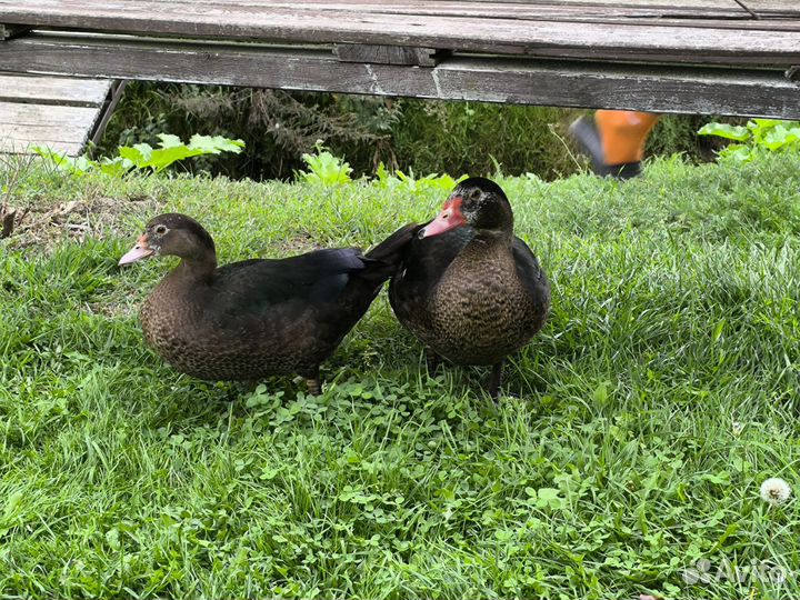 Мускусные утки