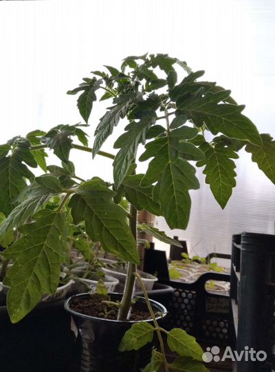 Рассада помидор