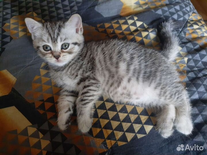 Шотландские котята