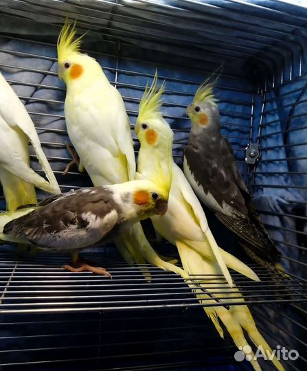 Попугай корелла и пиррура(птенцы)