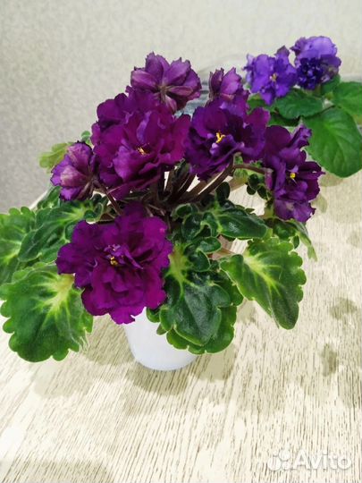 Детки сортовых фиалок