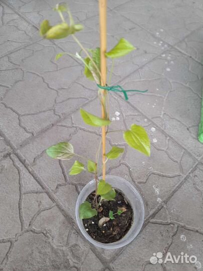 Клематис Юбилей 70 лет