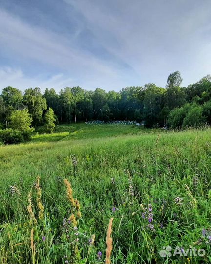 Алтайский мёд разнотравья (сбор 2023)