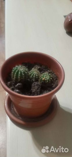 Кактусы и суккуленты