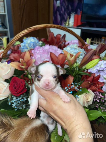 Чихуахуа щенки