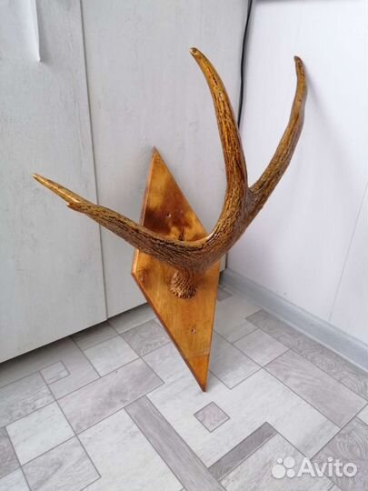 Продам рога лося