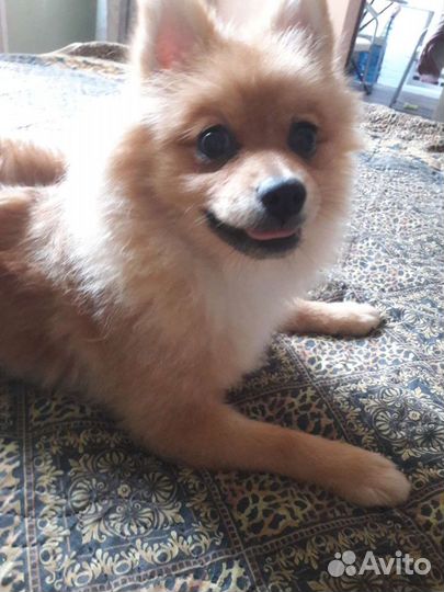 Стрижка собак, Груминг шпица, йорка, спаниель, шит